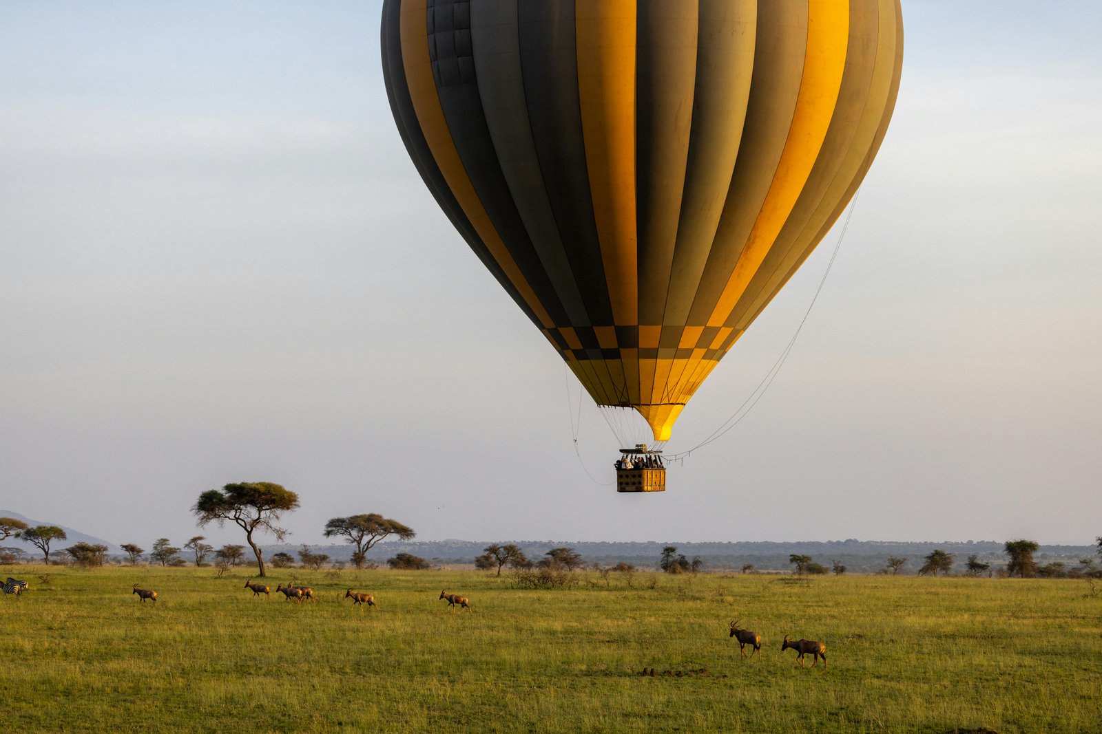 Uganda Safari